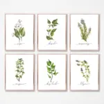 Herb Collection Wall Art Canvas Posters Painting Oregano Sage Rosemary Basil Thyme Watercolor Wall Picture Print Kitchen Decor