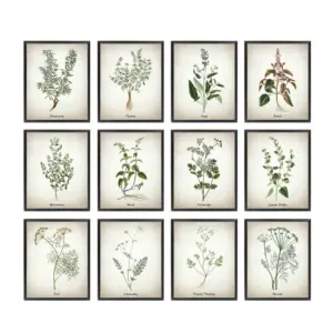 Herb Canvas Art Painting Vintage Herbal Illustrations Posters and Prints Culinary Herbs Botanical Kitchen Wall Art Picture Decor