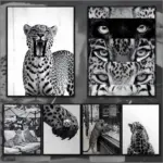 Luxury Black and White Leopard Poster HD Art Sticky Wall Waterproof Home Living Room Bedroom Bar Aesthetic Decoration