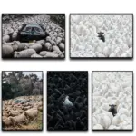 Black Sheep in Flock Wall Art Poster Black Pigeon in Pigeon Flock Canvas Art Prints Car in Flock Decor Picture Canvas Painting