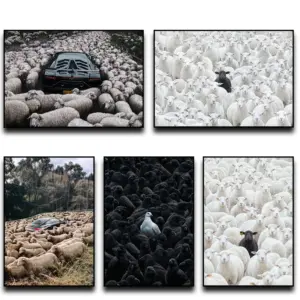 Black Sheep in Flock Wall Art Poster Black Pigeon in Pigeon Flock Canvas Art Prints Car in Flock Decor Picture Canvas Painting