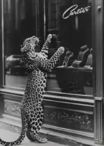 Black and White Luxury Cars, Shoes, Wine Canvas Painting Leopard Poster Print Wall Fashion Art for Living Room Home Office De