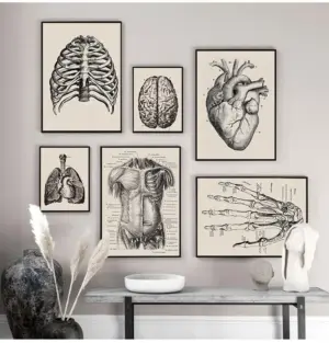 Vintage Poster Nordic Canvas Painting Print Education Modern Human Anatomy Artwork Medical Muscle Skeleton Home Decor