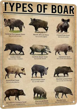 1r,HYBLOM Types Of Boar Educational Metal Poster - Vintage Farm, Farmhouse, Zoo, Club Wall Decor Tin Sign, Gift for Farmers, Kid