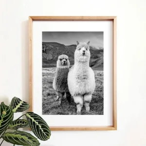 Alpaca Poster Canvas Art Painting Animal Prints Wall Art Nursery Decorative Picture Llama Black and White Wall Kids Room Decor