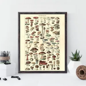 Antique Botanical Prints Vintage Mushroom Poster French Version Educational Wall Art Canvas Painting Picture Home Wall Decor