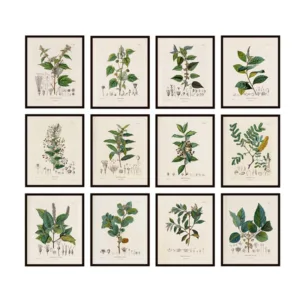 Antique French Plant Illustrations Vintage Posters and Prints Botanical Studies Wall Art Pictures Canvas Painting Wall Decor