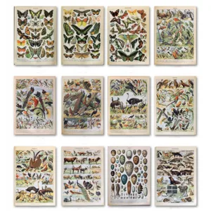 Butterfly Birds Vintage Poster and Prints Flowers Mushrooms Botanical Educational Prints Canvas Wall Art Painting Pictures