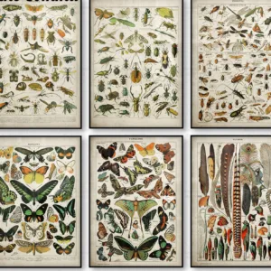 Buttferflies Vintage Poster Bees Insects Birds Plumes Feathers Eggs Wall Art Posters and Prints Canvas Painting Adolphe Millot