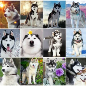 HUACAN Paint By Number Animal Drawing On Canvas Hand Painted Paintings Dog DIY Pictures By Numbers Husky Kits Home Decor