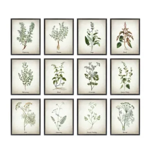 Herb Canvas Art Painting Vintage Herbal Illustrations Posters and Prints Culinary Herbs Botanical Kitchen Wall Art Picture Decor