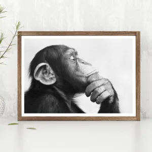 Monkey Black and White Photo Canvas Poster Print Home Wall Art Painting Nordic Animals Picture For Living Room Decoration
