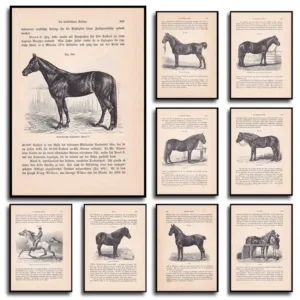 Vintage 1902 Coldblood Trotter Horse Art Print American Bitjug Equestrian Canvas Wall Decor Minimalist Animal Study Illustration