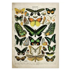 Vintage Adolphe Millot Encyclopedia Posters Butterfly Mushrooms Herbs Flowers Insect Classic Canvas Paintings Wall Stickers