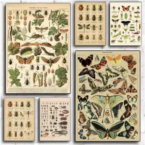 Vintage Chart Entomology Painting Calligraphy Canvas Poster Wall Art interior Hallway Home Decoration Holiday Gifts
