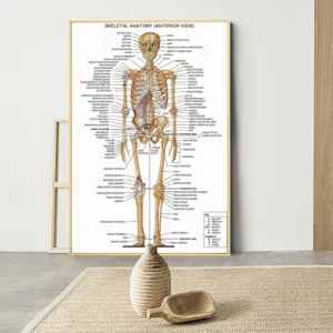 Vintage Medical Human Anatomy Wall Art Muscle Skeleton Poster Nordic Canvas Print Educational Decor for Home Office Modern